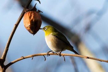 Warbling White-eye 大阪枚岡公園 Sat, 1/27/2018