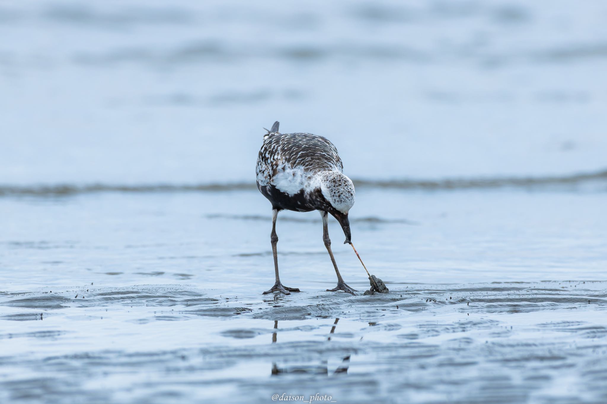 Grey Plover