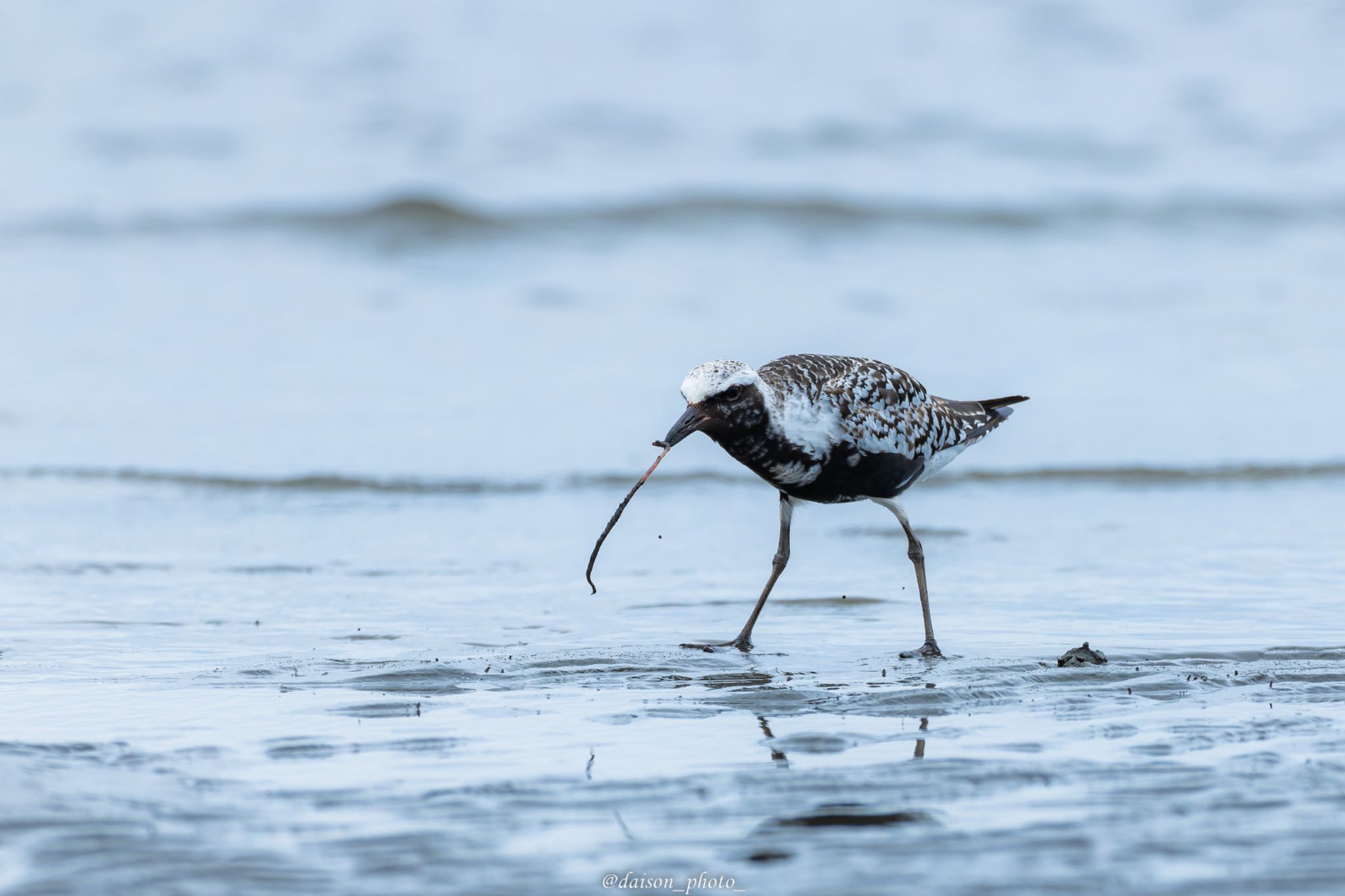 Grey Plover