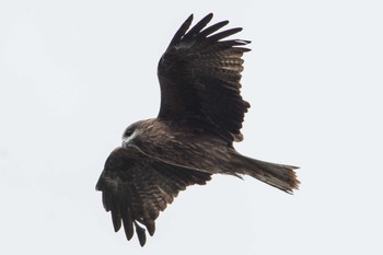 Black Kite 京都府立植物園 Sat, 1/13/2018