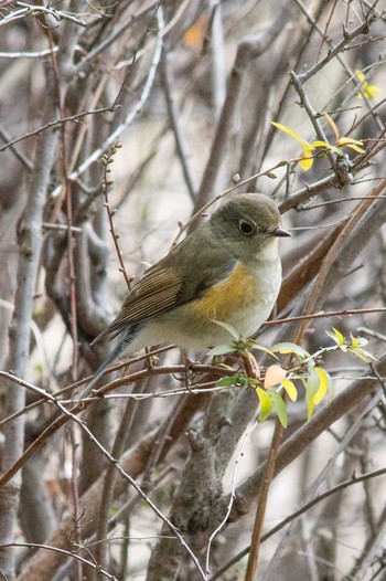 Red-flanked Bluetail 奈良　馬見丘陵公園 Sun, 1/28/2018