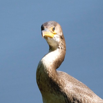 ウミウ 西岡公園(西岡水源地) 2022年9月4日(日)