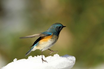 ルリビタキ 練馬区 2018年1月31日(水)