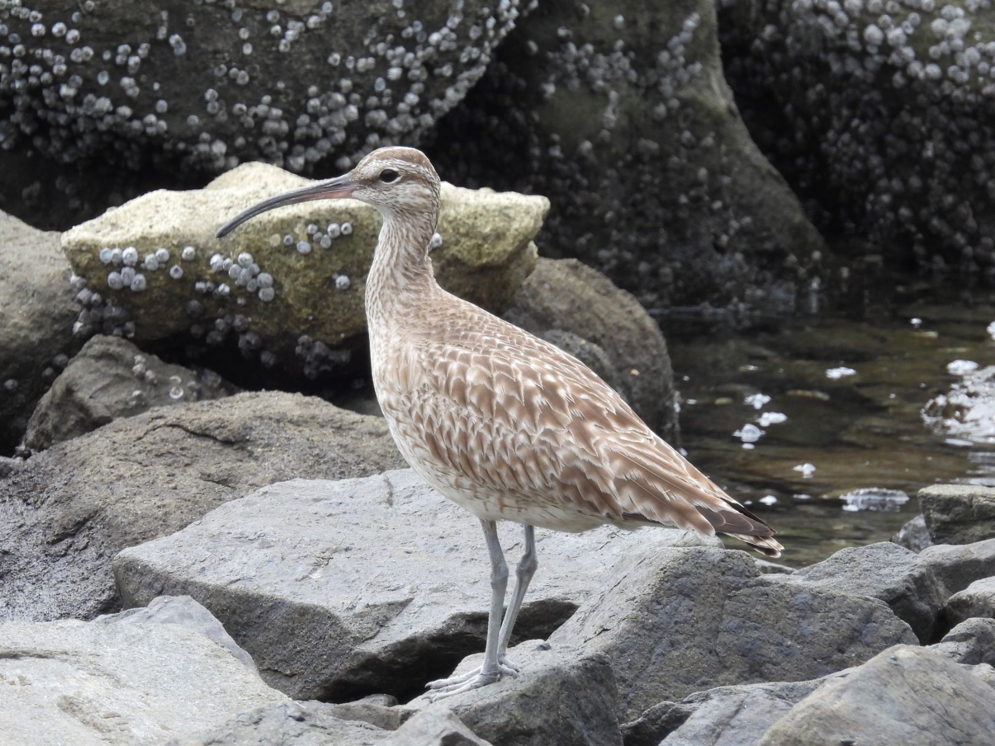 東京港野鳥公園 チュウシャクシギの写真 by yoshikichi