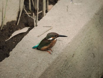 カワセミ 葛西臨海公園 2022年9月3日(土)