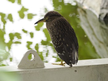 ゴイサギ 葛西臨海公園 2022年9月3日(土)