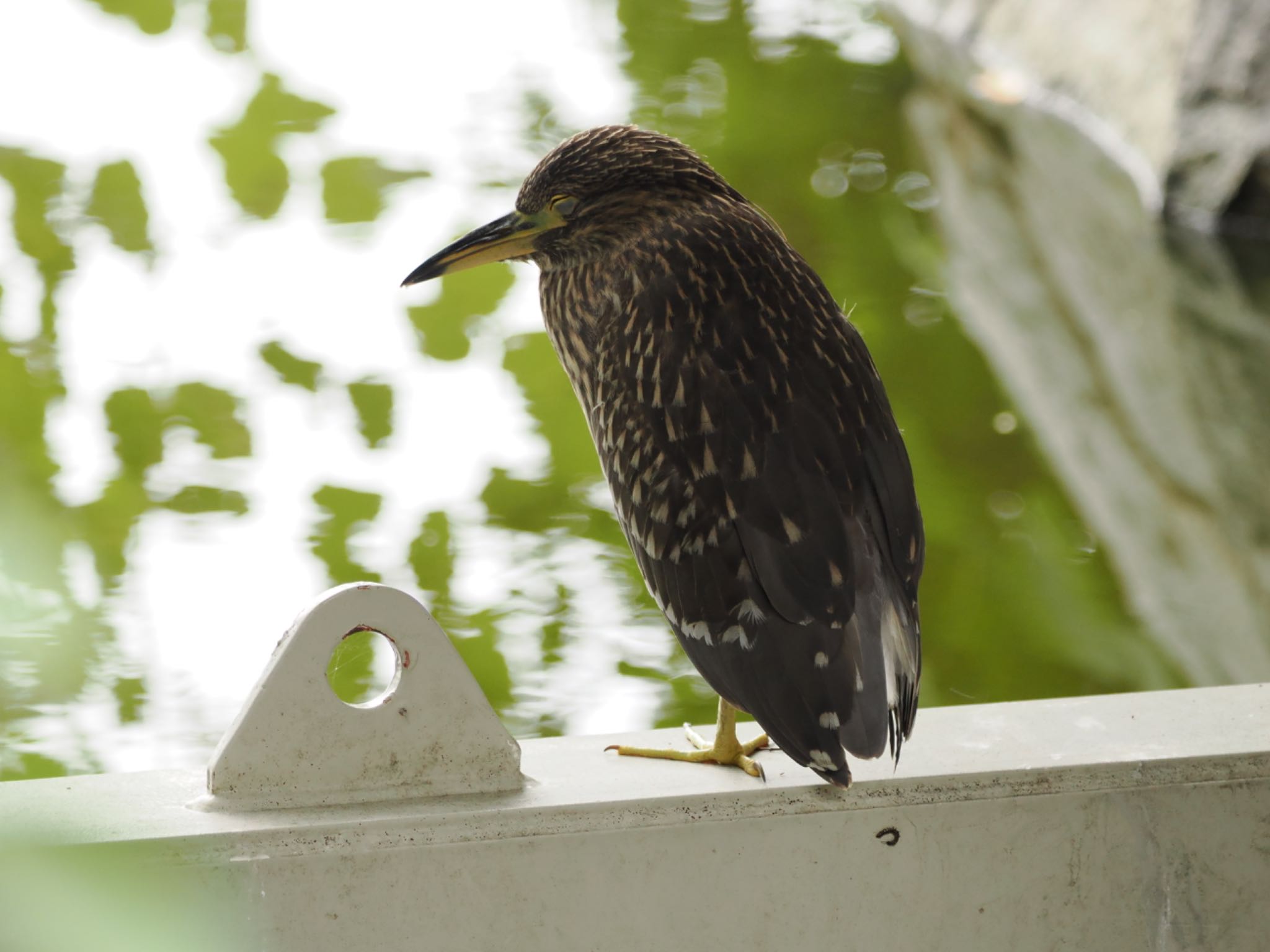 葛西臨海公園 ゴイサギの写真 by Q-chan