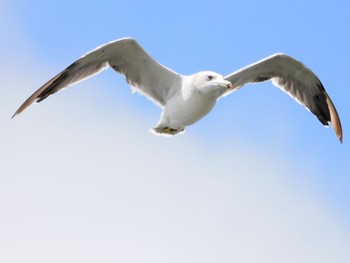 2022年9月3日(土) 葛西臨海公園の野鳥観察記録