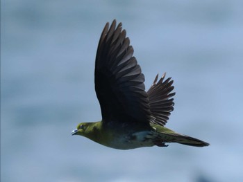 Sun, 9/4/2022 Birding report at Terugasaki Beach