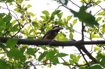 2022年9月4日(日) 玉川上水の野鳥観察記録