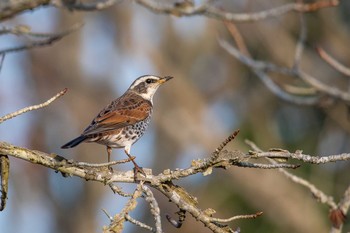 Dusky Thrush Mikiyama Forest Park Sat, 1/20/2018