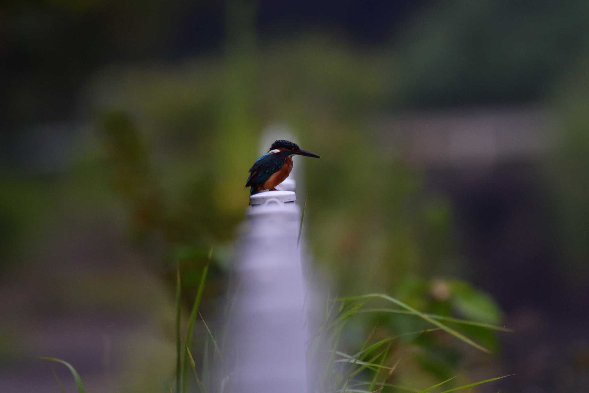 長浜公園 カワセミの写真 by やなさん