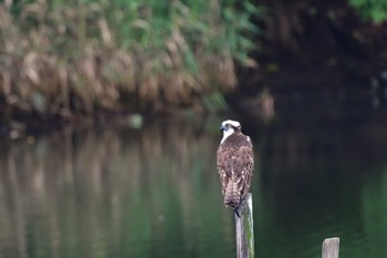 2022年9月4日(日) 長浜公園の野鳥観察記録