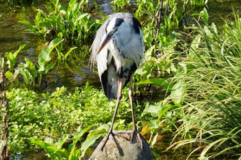 Grey Heron 江津湖 Tue, 8/30/2022