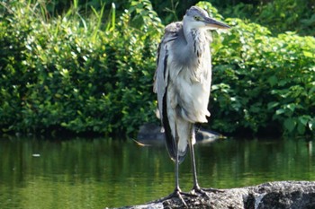 Grey Heron 江津湖 Tue, 8/30/2022