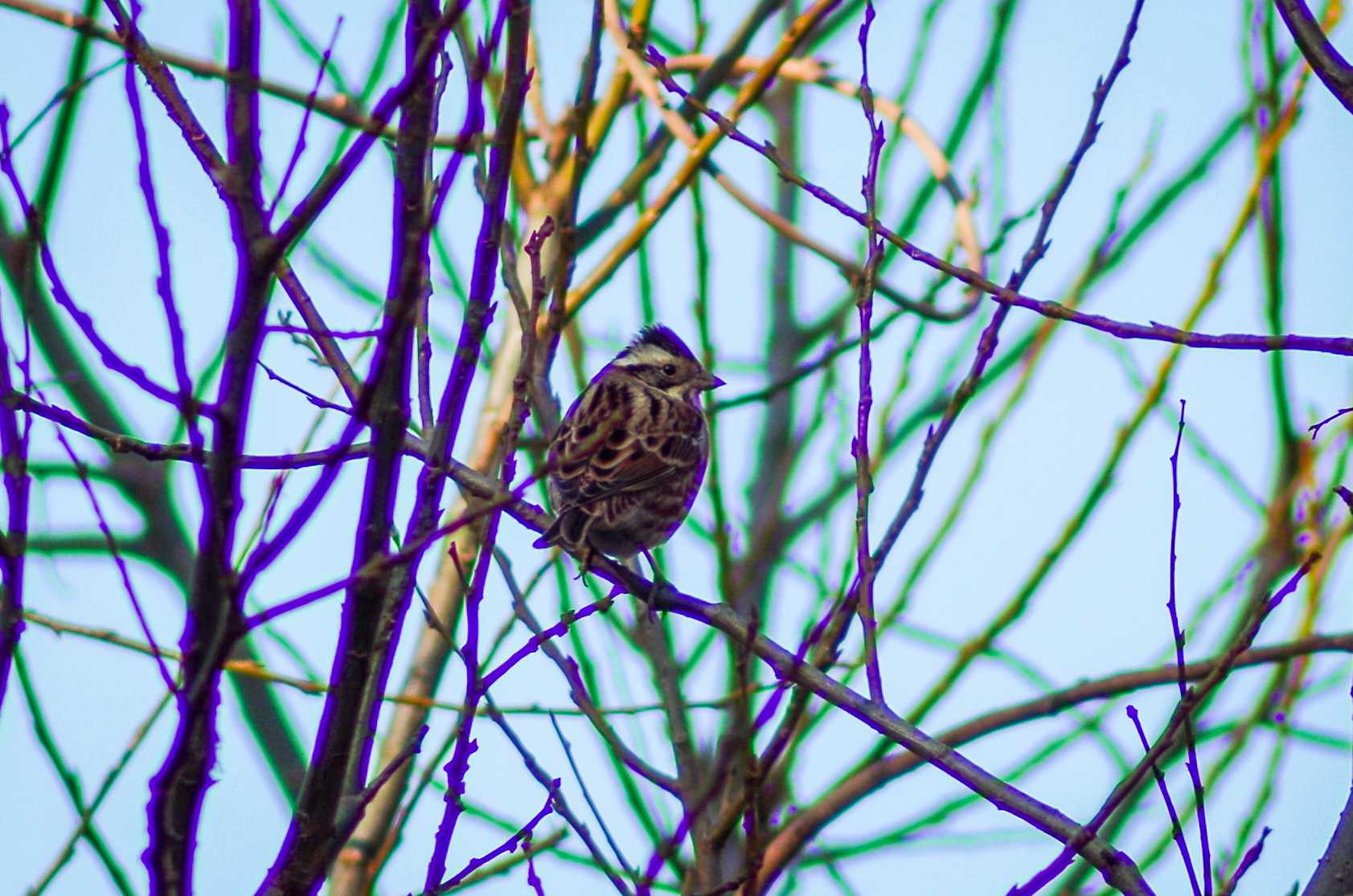 Photo of Rustic Bunting at 宍塚大池 by たかとん