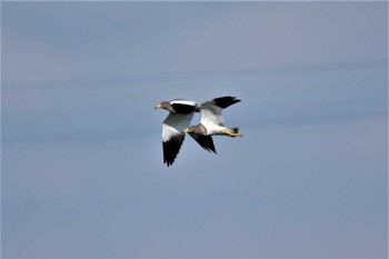 Grey-headed Lapwing 板倉町 Sun, 9/4/2022