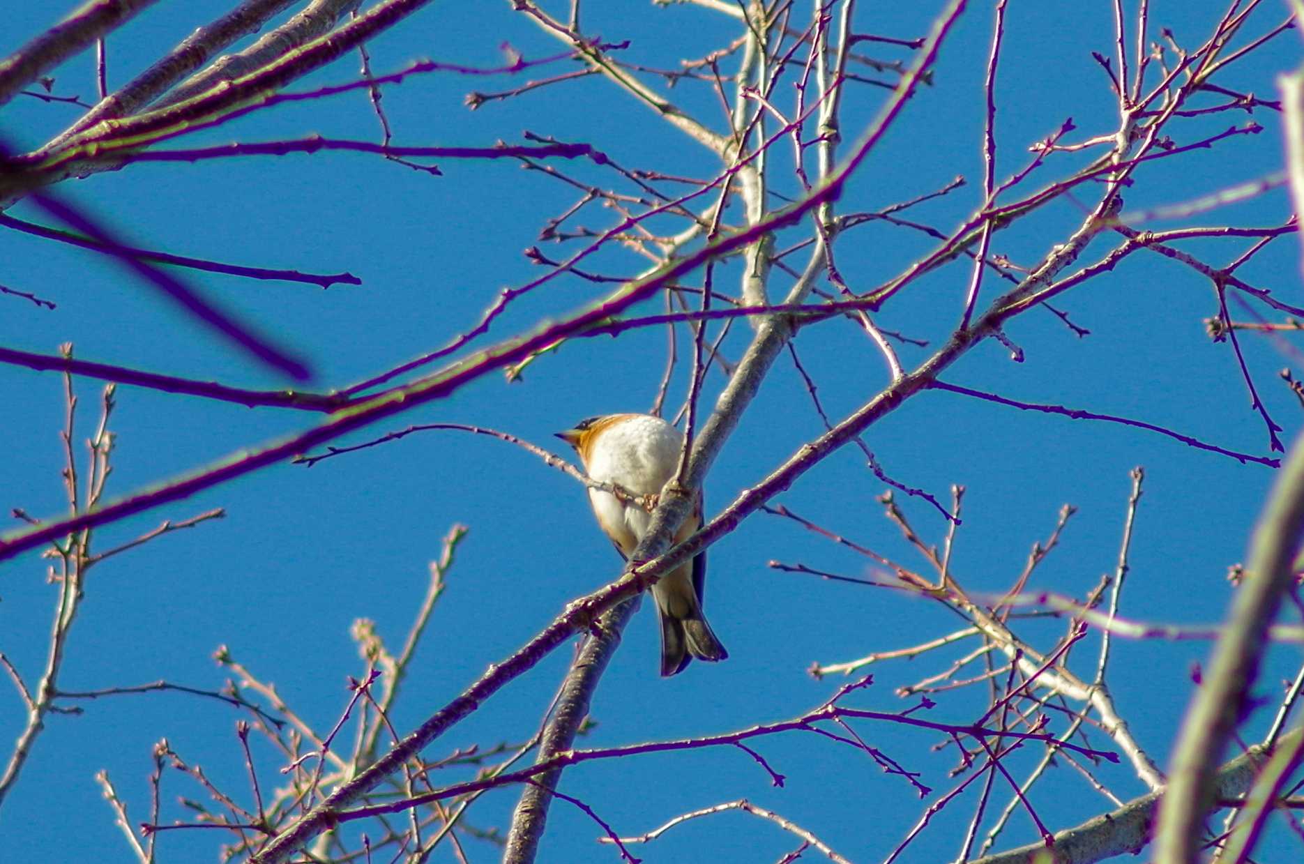 Photo of Brambling at 宍塚大池 by たかとん