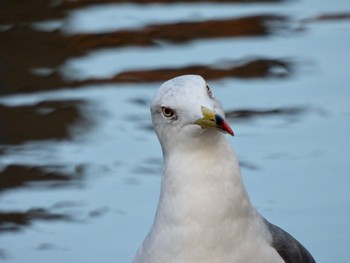 Black-tailed Gull 小樽港 Sun, 9/4/2022