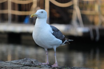 Slaty-backed Gull 小樽港 Sun, 9/4/2022