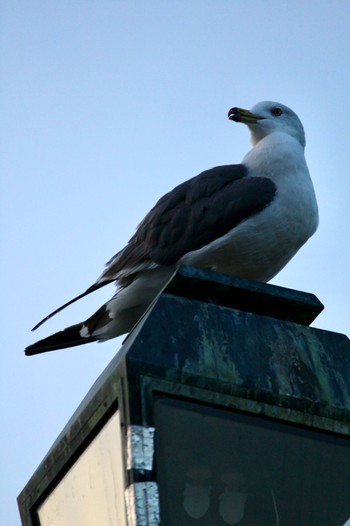 Black-tailed Gull 小樽港 Sun, 9/4/2022