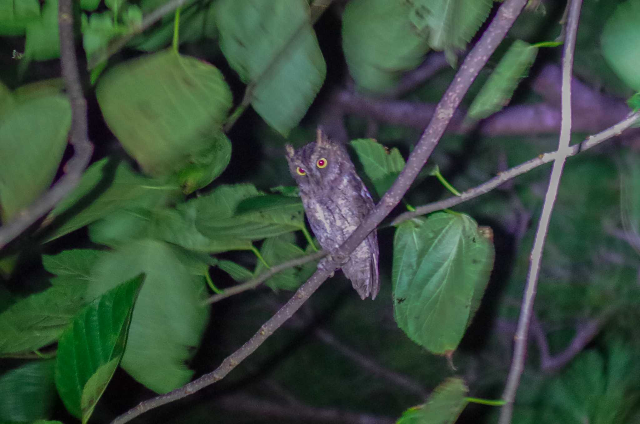 西表島 リュウキュウコノハズクの写真 by たかとん