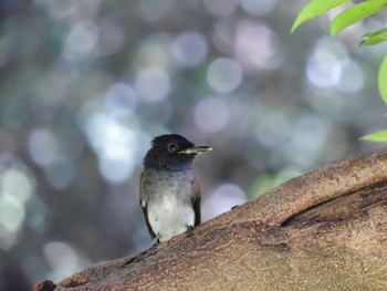 Sun, 9/4/2022 Birding report at Osaka castle park