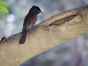 サンコウチョウ 大阪城公園 2022年9月4日(日)