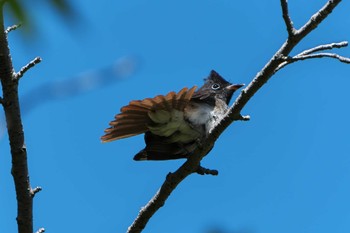 Sun, 9/4/2022 Birding report at 明石市