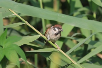 2022年9月4日(日) 境川遊水地公園の野鳥観察記録