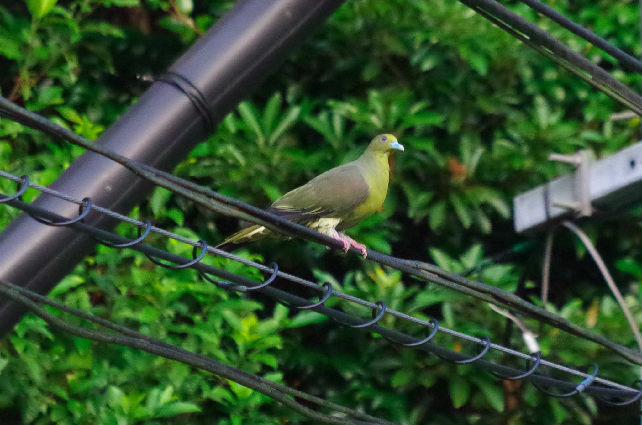 Photo of Ryukyu Green Pigeon at Amami Island(General) by たかとん