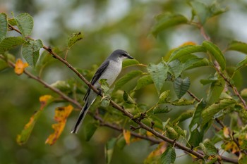 Ashy Minivet 山口県山陽小野田市 Sat, 9/3/2022