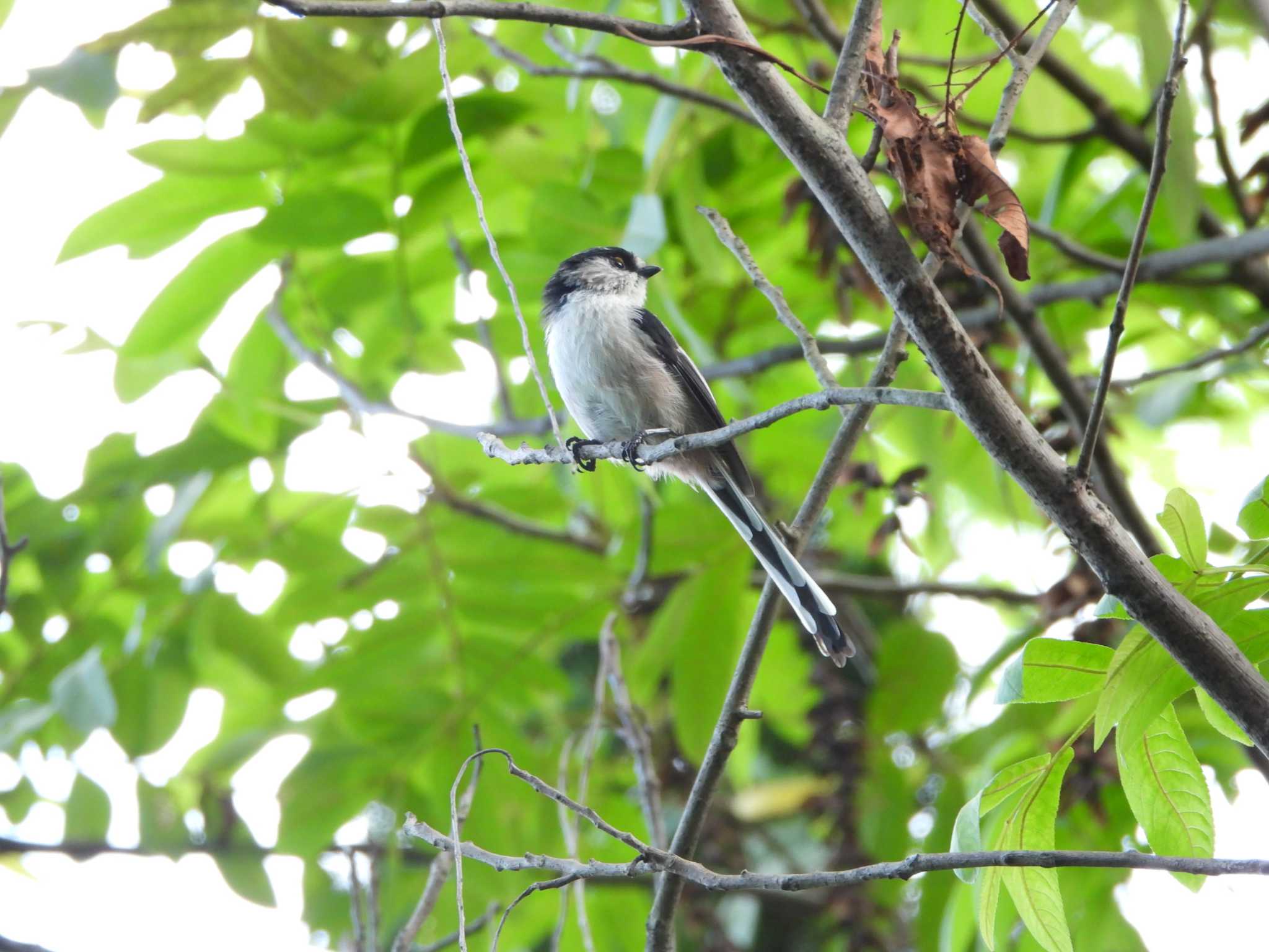 Long-tailed Tit