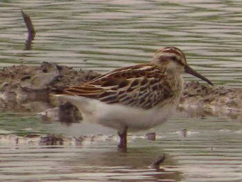 Broad-billed Sandpiper Inashiki Sat, 9/3/2022