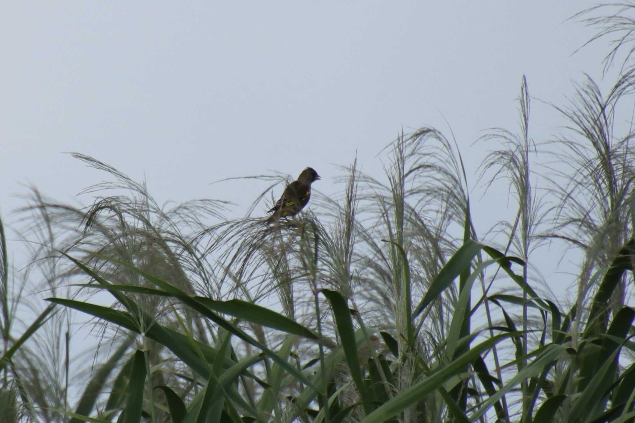 Grey-capped Greenfinch