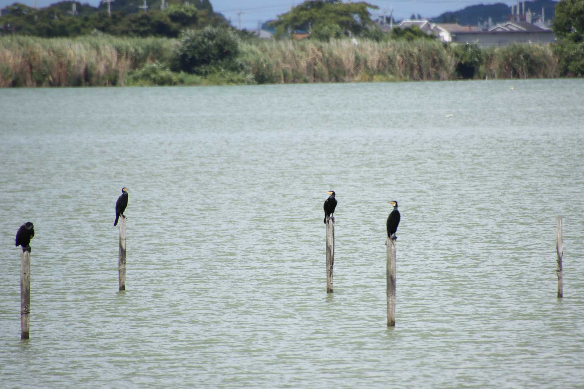 西の湖（滋賀県） カワウの写真 by ゆりかもめ