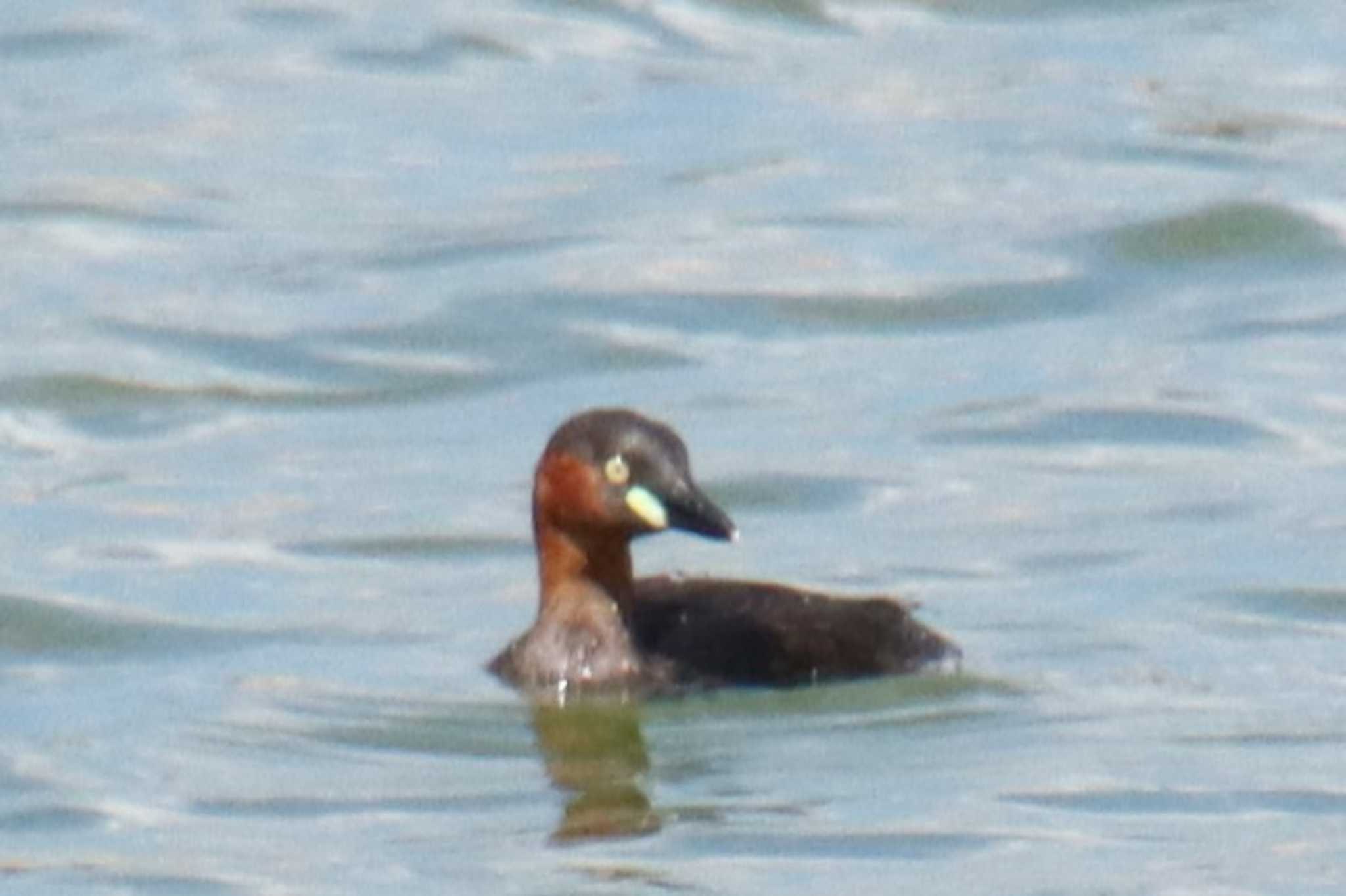 Little Grebe