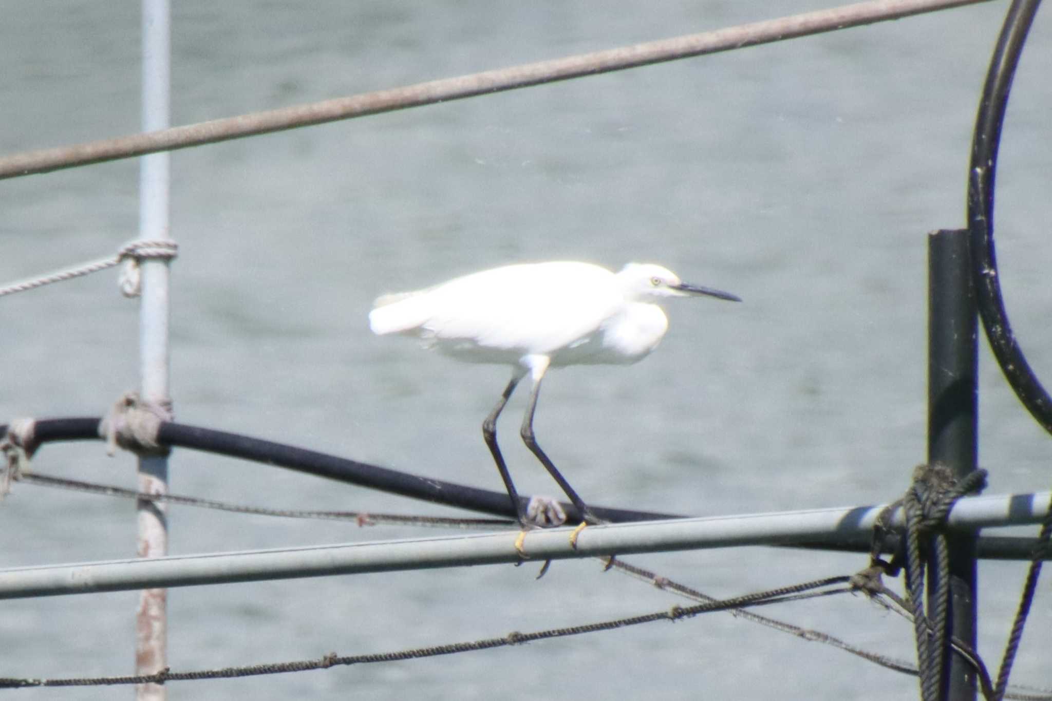 Little Egret