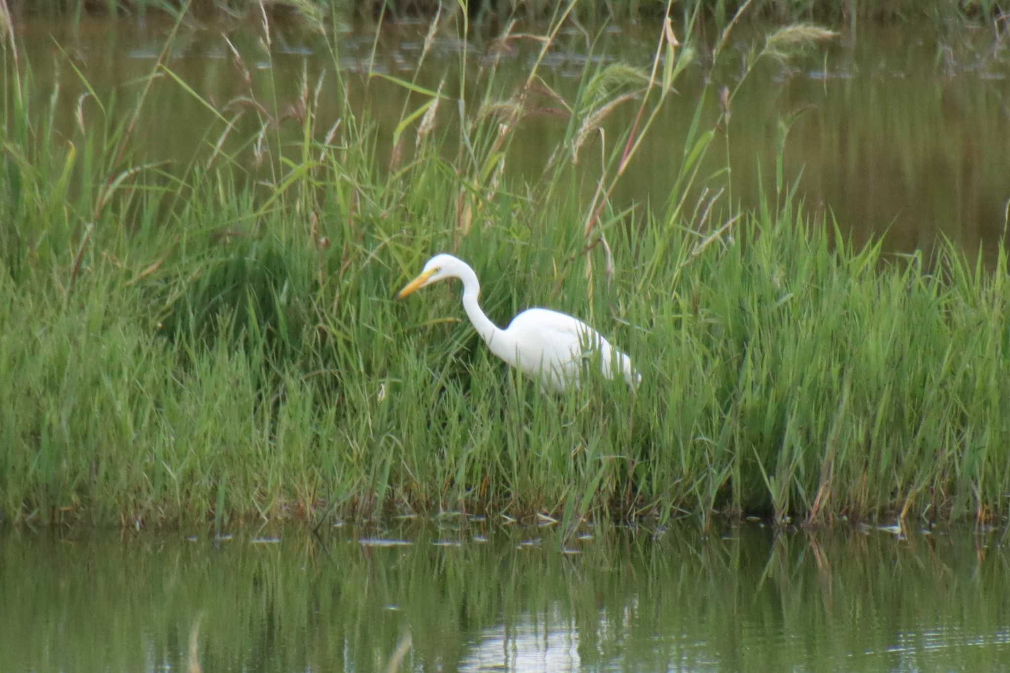 Medium Egret