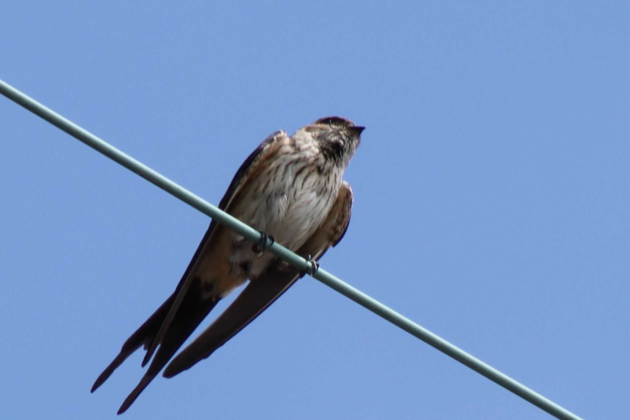 Red-rumped Swallow