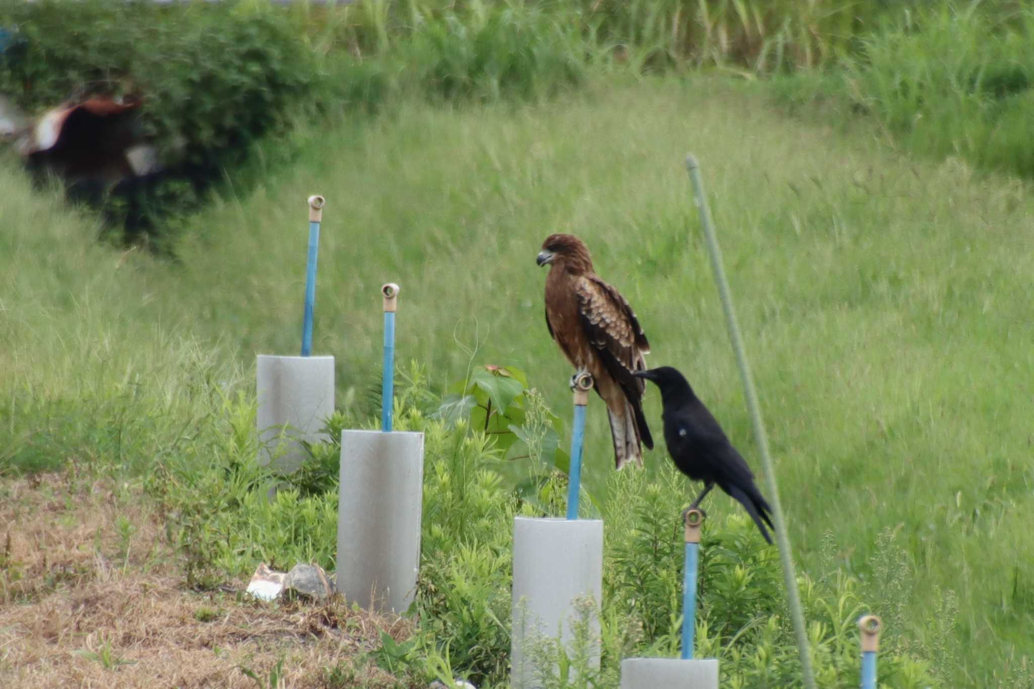 Black Kite