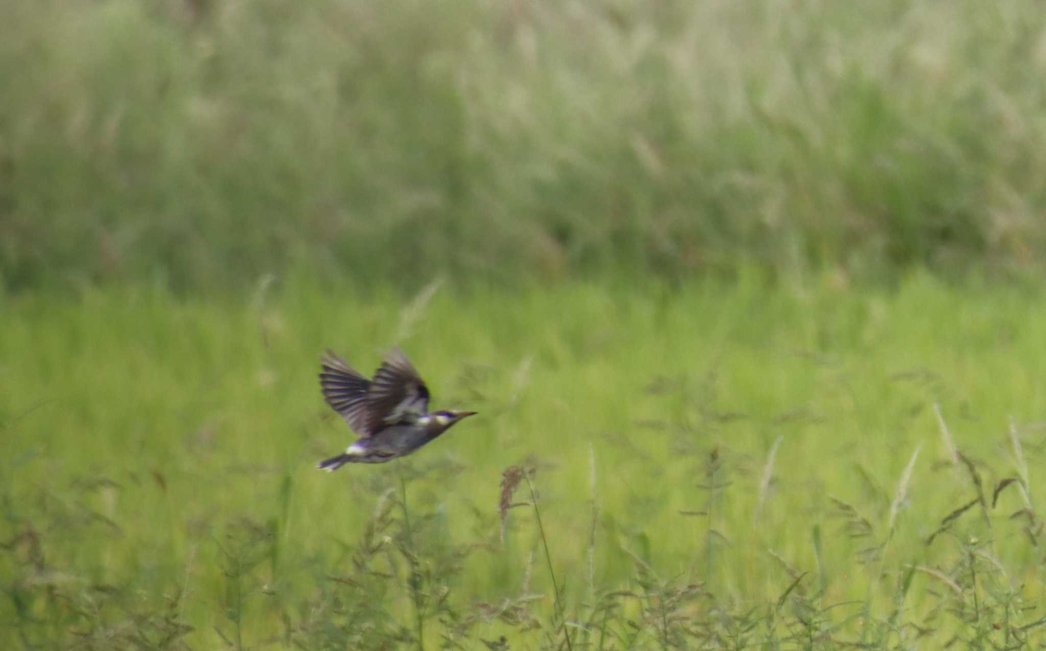 White-cheeked Starling