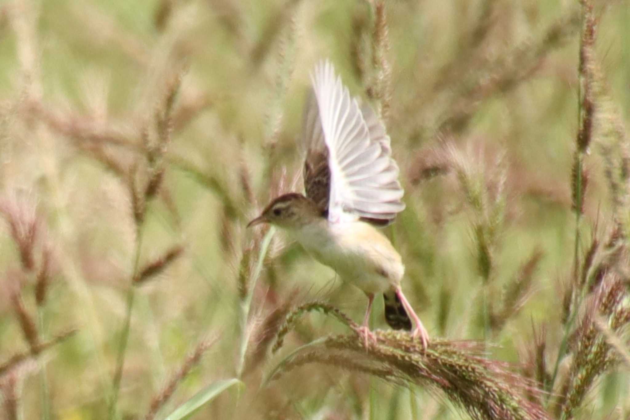 Zitting Cisticola