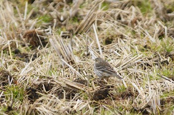 Water Pipit 神奈川県 Unknown Date