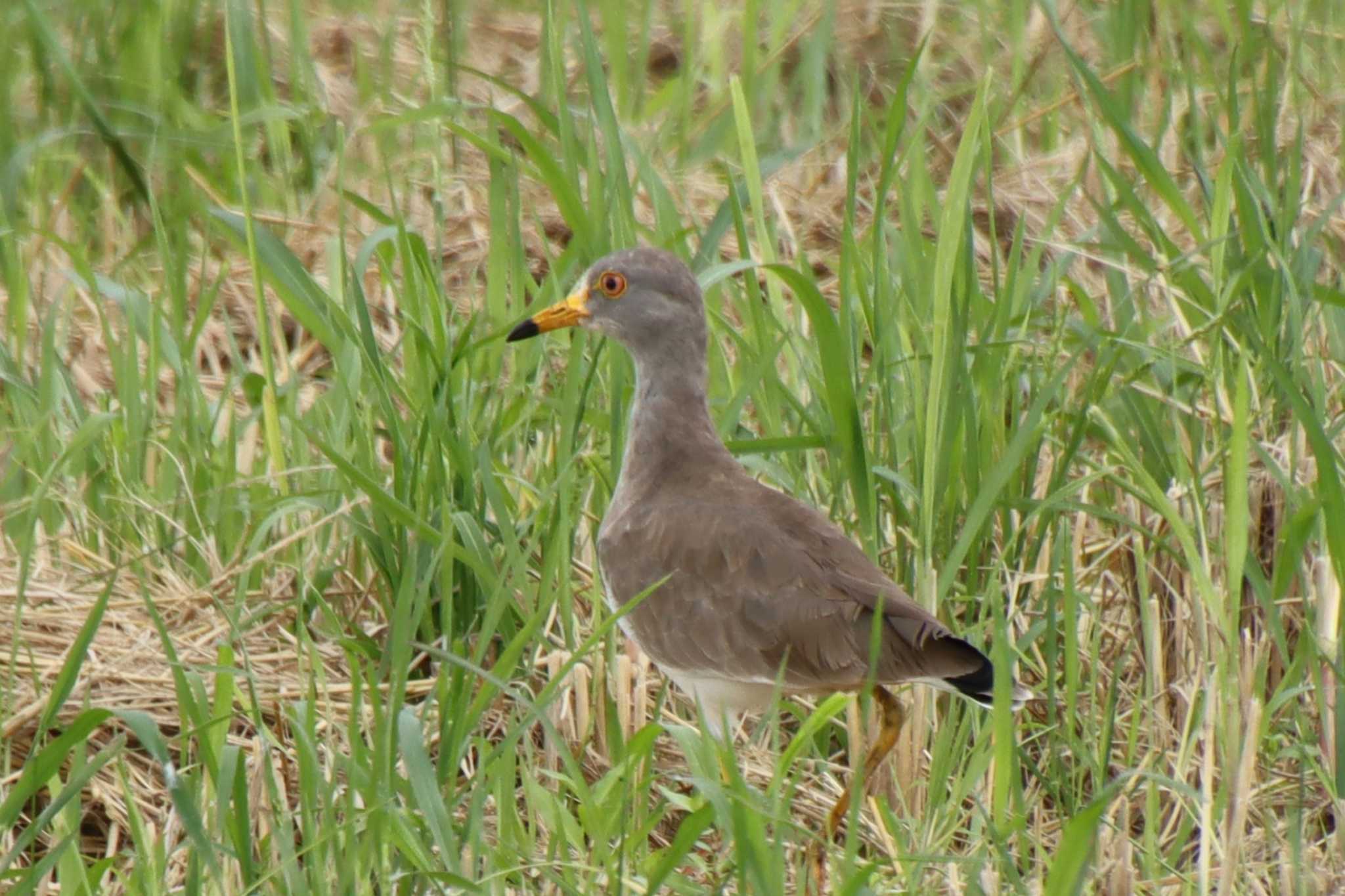 Grey-headed Lapwing