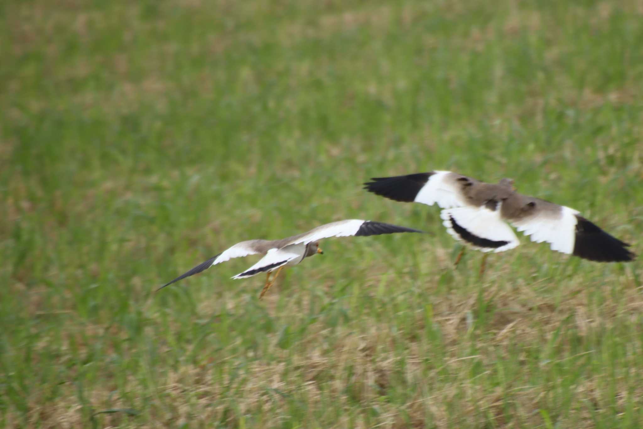 Grey-headed Lapwing