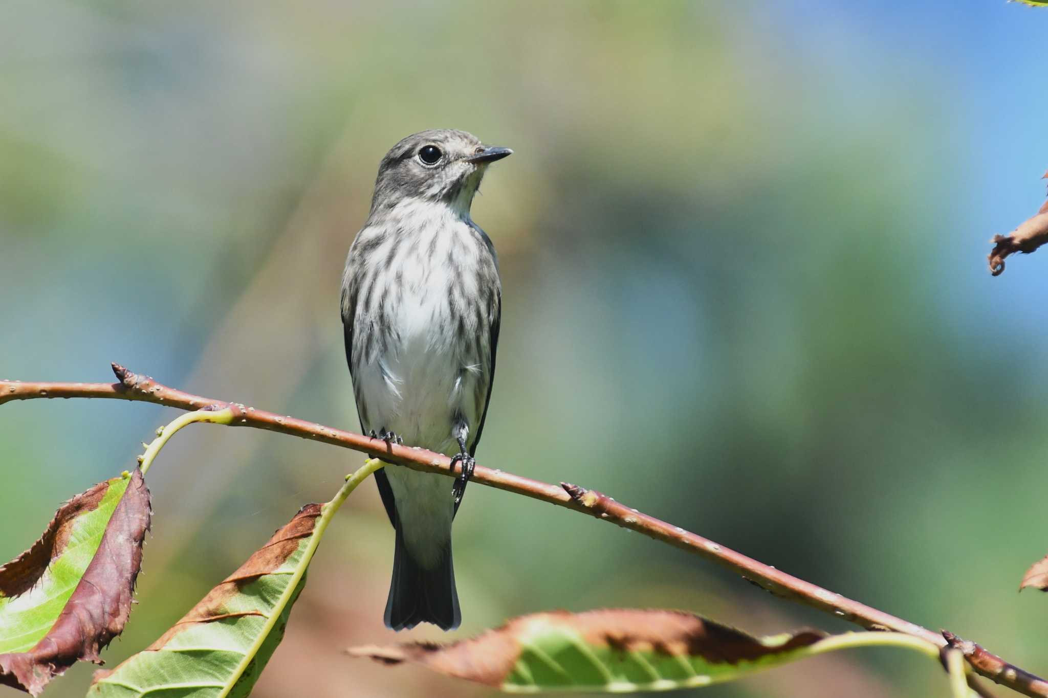 Grey-streaked Flycatcher