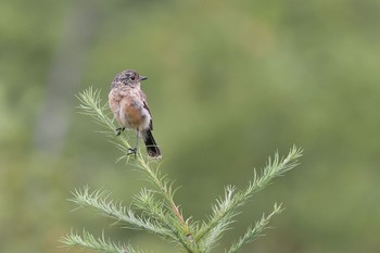 Amur Stonechat Senjogahara Marshland Mon, 8/15/2022