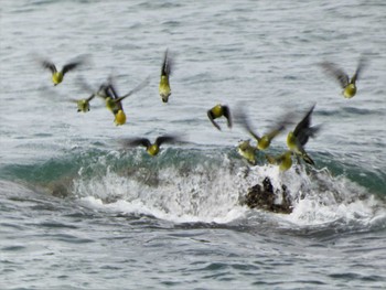 2022年9月3日(土) 大磯照ヶ崎海岸の野鳥観察記録