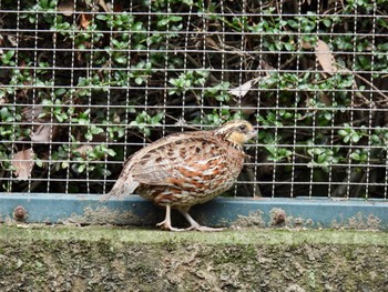 ウズラ 華蔵寺公園 2022年9月4日(日)